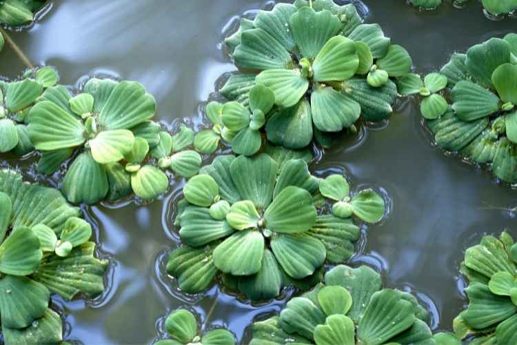 is-water-lettuce-edible-know-if-it-is-toxic-or-not-visitor-planet